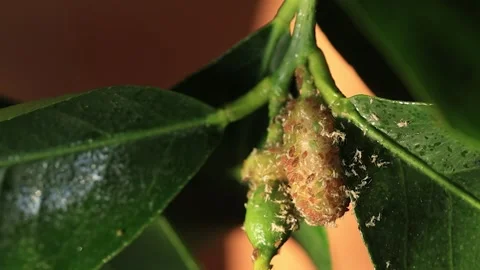 Close-up of lemon flower bud affected by aphids and mites. Stock Footage 257689353
