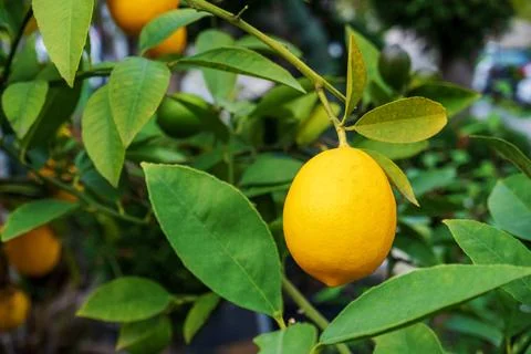 Close-up of a lemon fruit hanging on a tree Stock Photos