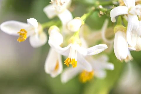 Close up for lemon in full bloom Stock Photos
