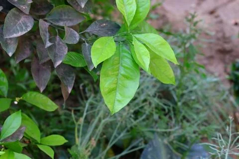 Close up of lemon leaves for texture Stock Photos