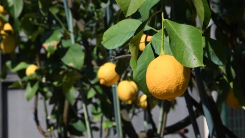 Close up of lemon on the plant Stock Footage 153107467