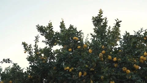 Close up on a lemon tree branch full of mature yellow lemons slowly moving Vidéo 170426233