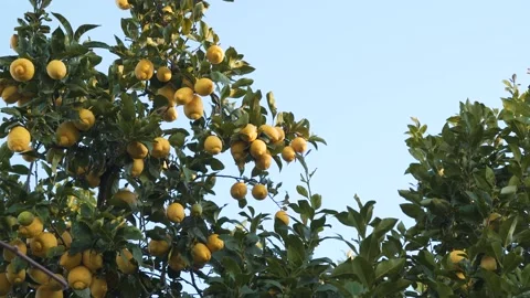 Close up on a lemon tree branch full of mature yellow lemons slowly moving Vidéo 170426295