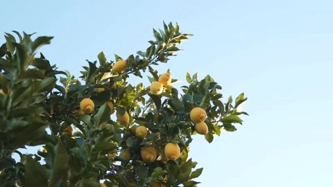Close up on a lemon tree branch full of mature yellow lemons slowly moving Vidéo 170426307