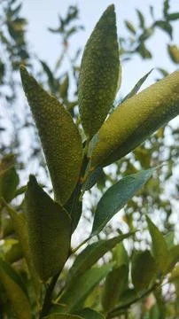 Close-up of a lemon tree branch with ripe green lemons and lush leaves bathed Stock Photos