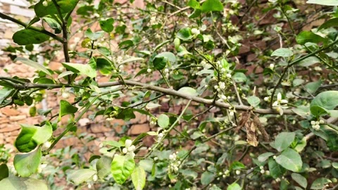 Close-up of lemon tree branches with fresh green leaves and white flower buds Stock-Footage 327793799