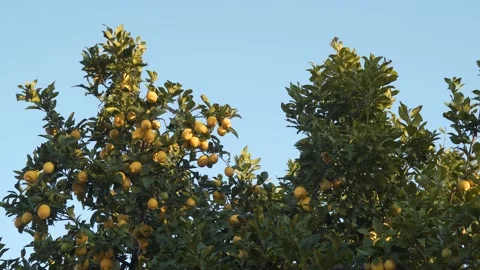 Close up on a lemon tree canopy full of mature yellow lemons slowly moving Vidéo 170426314