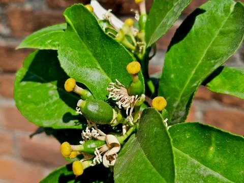 Close-Up of Lemon Tree Flowers and Young Fruits Growing on Green Branches. Stock Photos