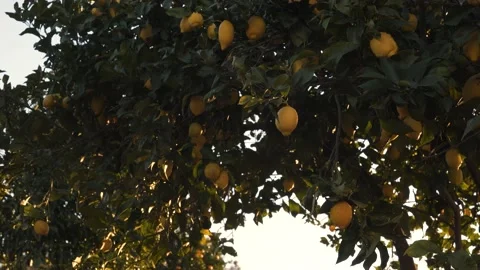 Close up on a lemon tree full of mature yellow lemons slowly moving in the Vidéo 170426311