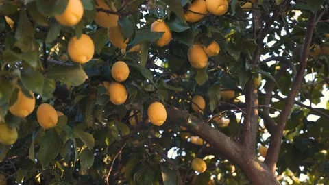 Close up on a lemon tree full of yellow and mature lemons. 4K 30fps Vidéo 170426321