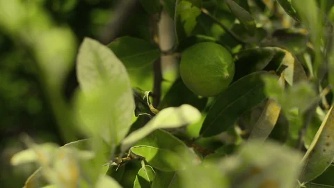 Close up of lemon tree with green fruits on sunny day Stock-Footage 101665352