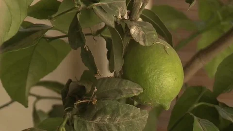 Close Up Of Lemon Tree With Green lemon Stock Footage 125385631