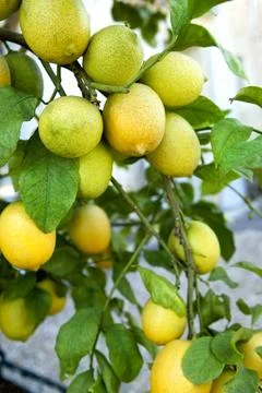 Close up of lemon trees Stock Photos