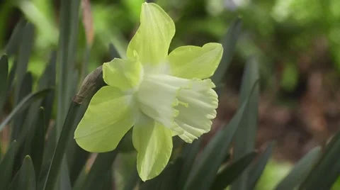Close up Lemon Yellow Easter Spring Daffodil flower Gently Blowing in Breeze Video stock 50307306