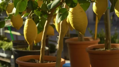 Close up of lemons on citrus tree Stock Footage 334656338
