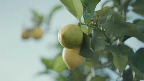 Close-up of lemons growing on a garden tree Stock Footage 201034522
