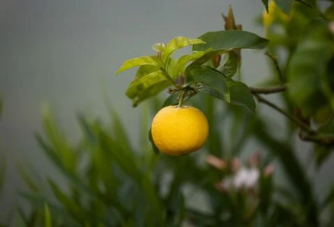 Close up of Lemons hanging from a tree in a lemon grove Stock Photos