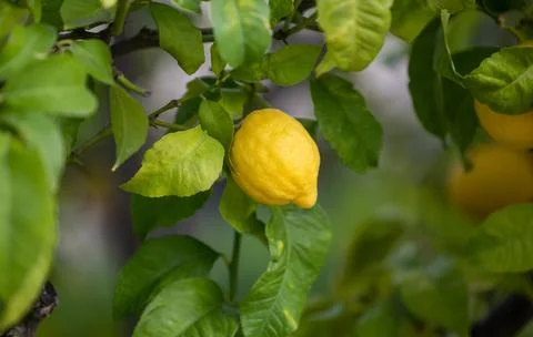Close up of Lemons hanging from a tree in a lemon grove Stock Photos