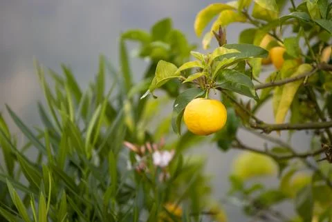 Close up of Lemons hanging from a tree in a lemon grove Stock Photos