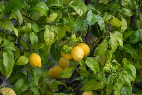 Close up of Lemons hanging from a tree in a lemon grove Stock Photos