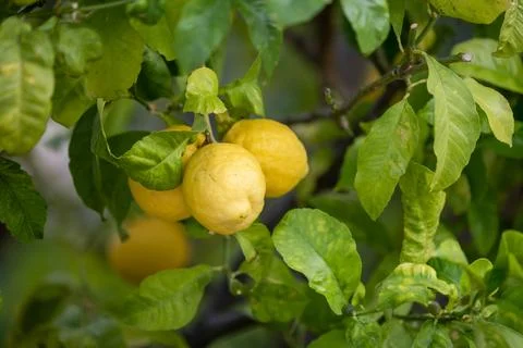 Close up of Lemons hanging from a tree in a lemon grove Stock Photos