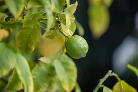 Close up of Lemons hanging from a tree in a lemon grove Stock Photos