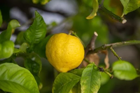 Close up of Lemons hanging from a tree in a lemon grove Stock Photos