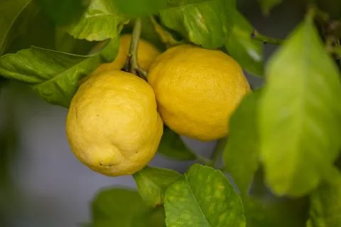 Close up of Lemons hanging from a tree in a lemon grove Stock Photos