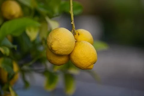 Close up of Lemons hanging from a tree in a lemon grove Stock Photos
