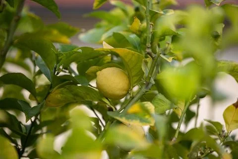 Close up of Lemons hanging from a tree in a lemon grove Stock Photos