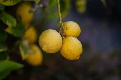 Close up of Lemons hanging from a tree in a lemon grove Stock Photos