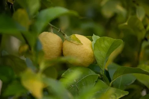 Close up of Lemons hanging from a tree in a lemon grove Stock Photos