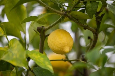 Close up of Lemons hanging from a tree in a lemon grove Stock Photos
