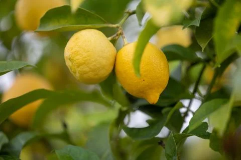 Close up of Lemons hanging from a tree in a lemon grove Stock Photos