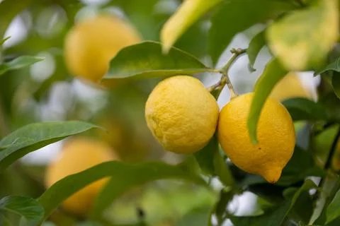 Close up of Lemons hanging from a tree in a lemon grove Stock Photos
