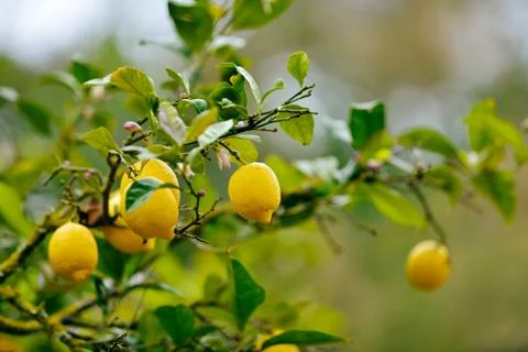 Close-up of lemons in lemon tree in spring Stock Photos