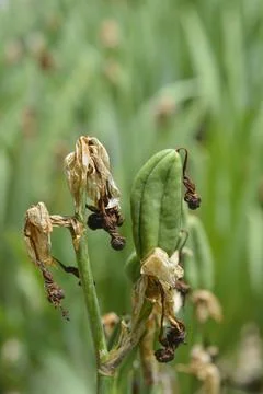 Close-up of Lemonyellow Iris Seed Pod with Withered Petals Stock Photos