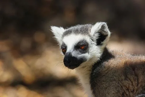 Close-Up of Lemur With Blurry Background Stock Photos