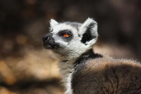 Close-up of Lemur With Blurry Background Stock Photos