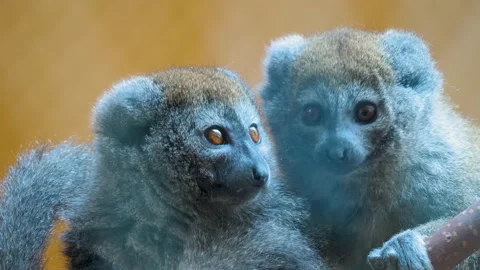 Close up of lemur Stock Footage 238940332