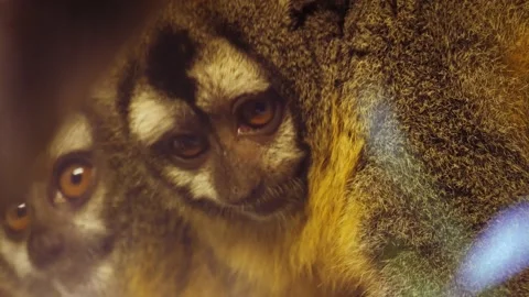 Close up of lemur Stock Footage 238953178
