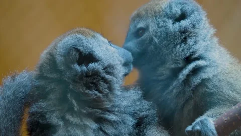 Close up of a lemur Stock Footage 238988324