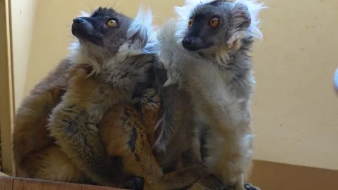 Close up of lemur Stock Footage 263601282