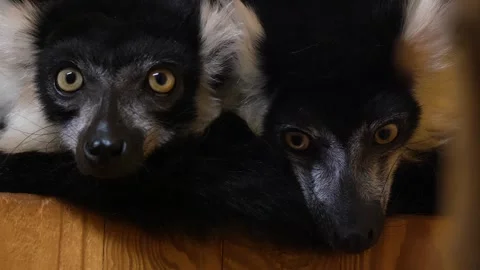 Close up of lemur head Stock Footage 263051363