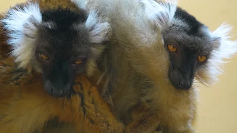 Close up of lemur looking Stock Footage 263051896