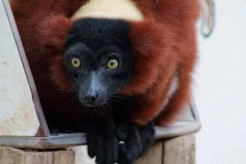 Close-up of a Lemur with Striking Features Foto stock
