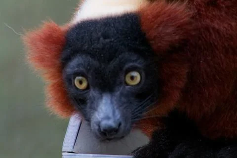 Close-Up of a Lemur with Striking Features Stock Photos
