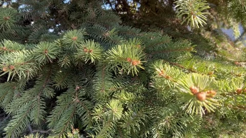 Close-up of the length and depth of spruce branches, the play of the sun, shadow Stock Footage 241240304