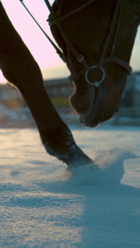 CLOSE UP, LENS FLARE: Brown colored stallion making its way through fresh snow. Stock Footage 305383485