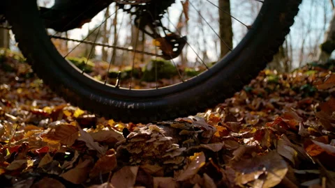 CLOSE UP, LENS FLARE, SLOW MOTION: Bike tire rides over log covered in fungus Stock Footage 318801944